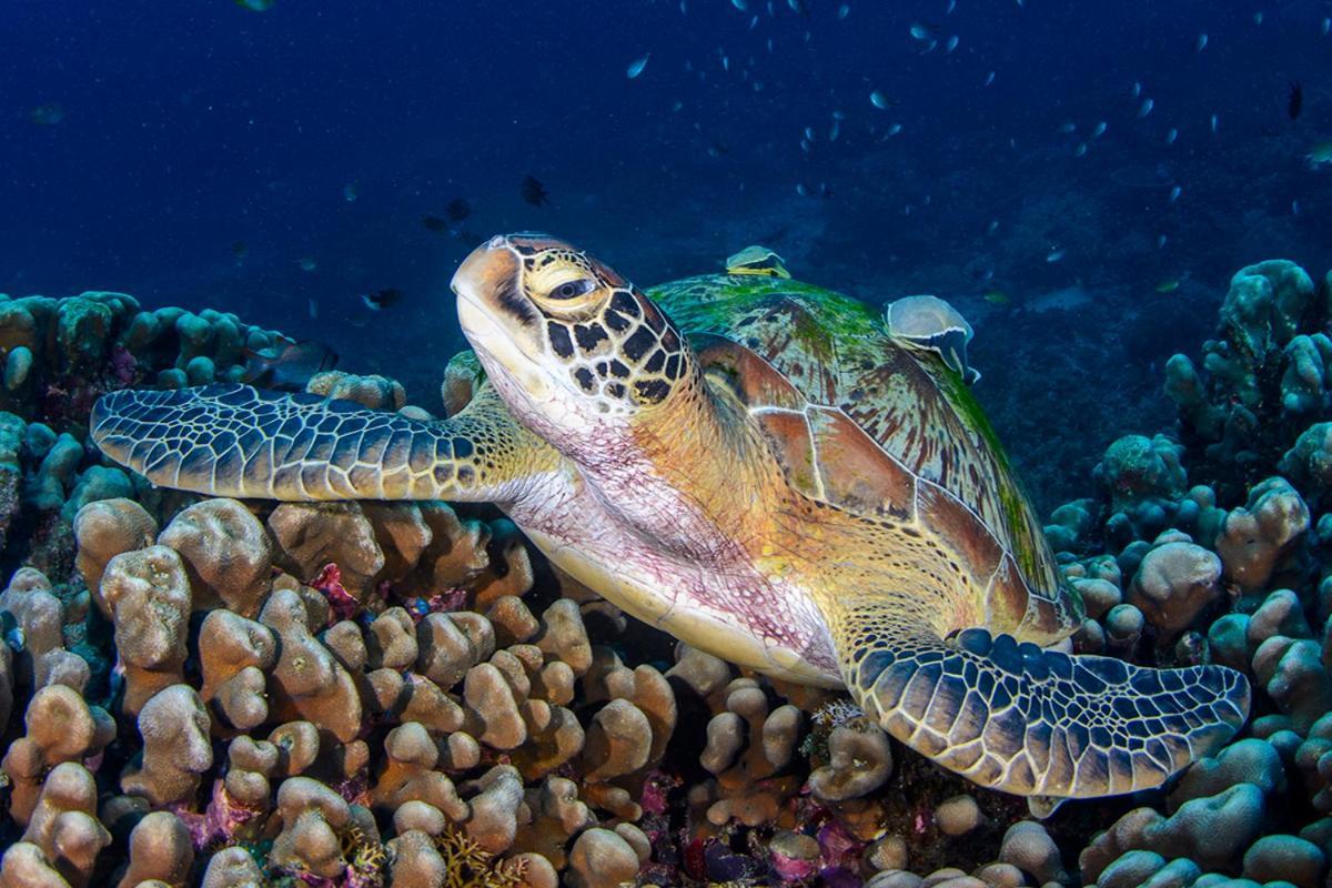 Meno Turtle Bungalows غيلي مينو المظهر الخارجي الصورة